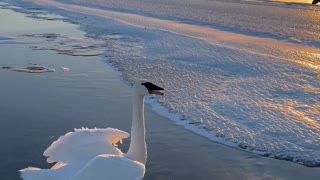 Friends Free Swan Stuck on Frozen Minnesota Lake