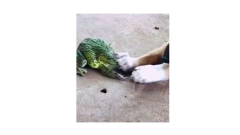 Frog vs Dog Fight 🐸 vs 🐕