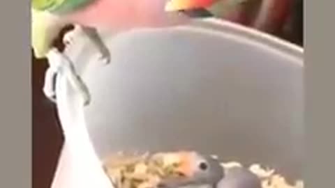 Cute parrot speak with his children