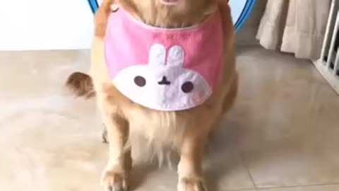 Funny and Cute dogs Life 6