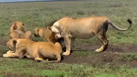 A pride of lions in Gol Kopies, southern Serengeti plains, Tanzania 🇹🇿 (Lions live in Mbugani Tu)