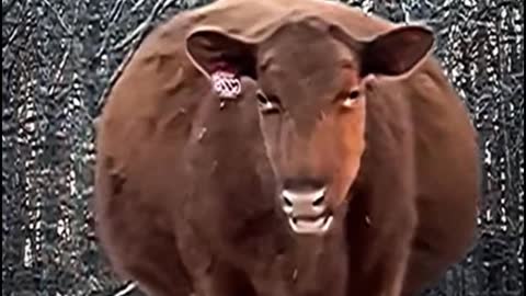 This cow's belly is so big, it feels like it's going to have a baby