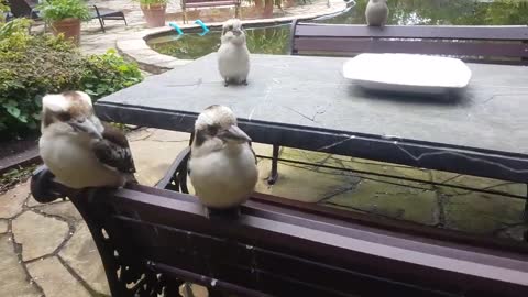 Will the wild kookaburras let me pet them We test it with 5 different kookaburra