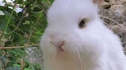 rabbits eating 🐇