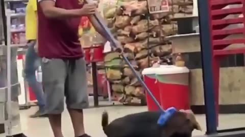 Grooming Bliss: Cute Dog Enjoys Brushing Time with Broom 🐶🧹