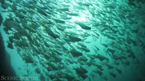 Underwater World 4K - Incredible Colorful Ocean Life | Marine Life |