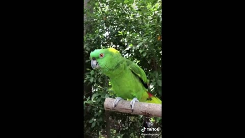 THE MOST CRAZY AND FUNNY BIRDS AND FUNNY PARROTS