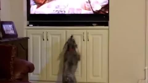 Dog jumps after seeing other animals on TV