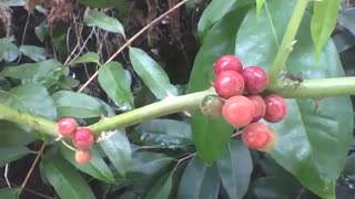 An ant admires the red fruits of the guavaberry tree in the park [Nature & Animals]