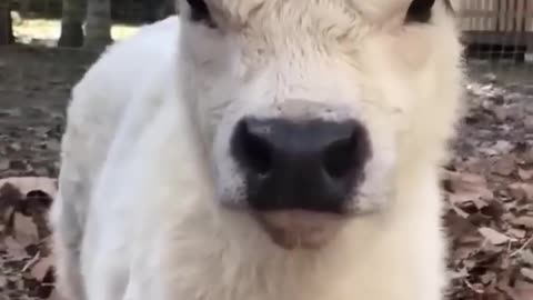 cow cute baby video