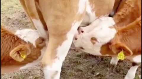 The calf is drinking its mother's milk. It looks as if it is enjoying itself