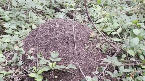 Mushroom growing ants