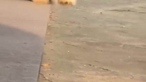 Cute Dog 🐕 Falling over!!