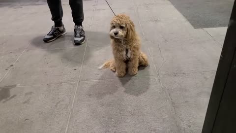 Puppy Growing 8 Weeks to 1 Year _ Cavapoo