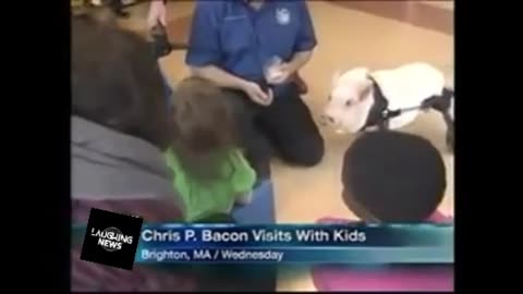 "News Anchor Just Can't Stop Laughing at the Name of this piggy 🐷" l Hilarious News