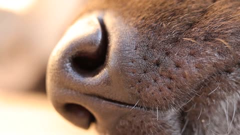 Dog Doggo Doggy Snout Sniffing Olfactory Sense