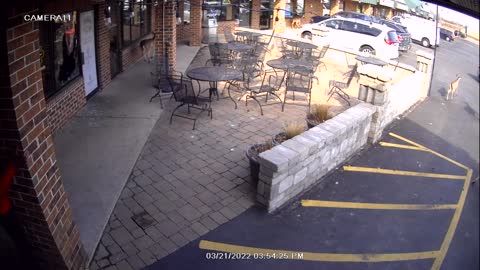 Deer Herd Crashes into Wisconsin Pub