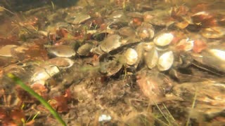 Freshwater Mussel Shells