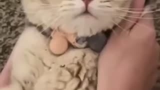 Funny cats