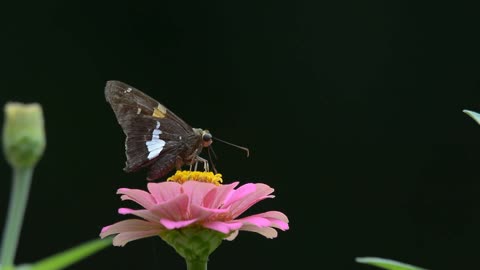 Silver Spotted Skipper