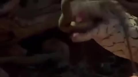 Lizard Fails When Trying to Eat a Snake