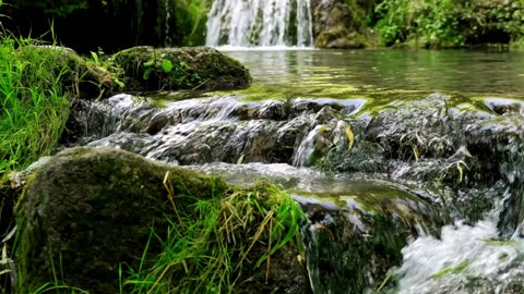 Nature's Symphony: Birds Singing in the Wild