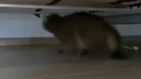 Cat very funny video 🤣