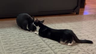 Cat Grooms His Bunny Friend