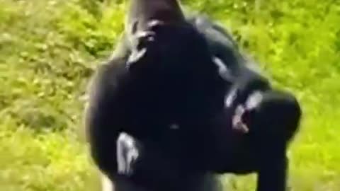 Hilarious Wife gorilla fights her husband.