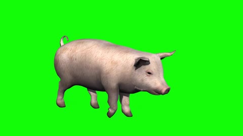 keying piggy running and walking showing compound