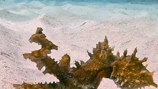 Octopus Takes a Sandy Stroll