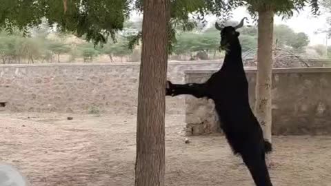 Goat standing on back legs