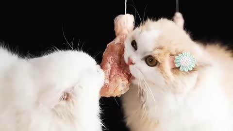 cat eating ASMR