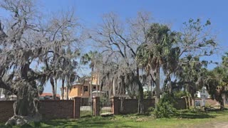 Unreal dead trees in Florida from bad water !