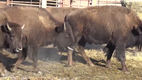 Lots 3 & 4 Yearling Bulls and Heifers