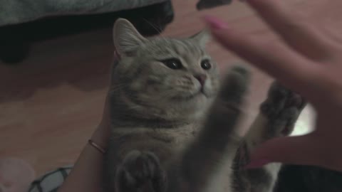 Cat Reaction When Playing With Hands (Cute Pets)