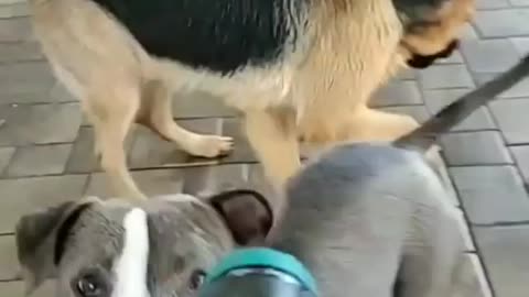 Funny Dog Video (Funny Animals)