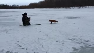 Fisherman Feeds Fox