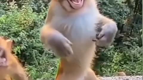 Cute monkey dance vedio/ monkey funny shorts vedio/#monkeyfunnyvedio #cutemonkey #monkeyfunnyshorts