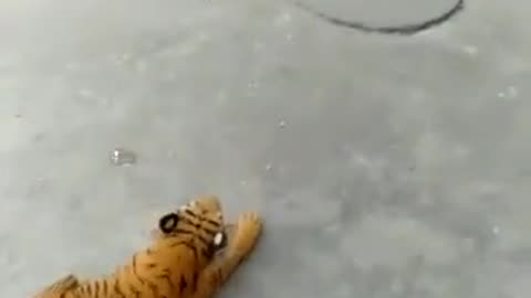Real dog and fake tiger toy prank video