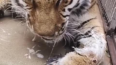 Northeast tiger, the saliva brother eats the pig's hoof complete version to come! Watch patiently!