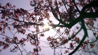 Sunshine through a tree on flowers