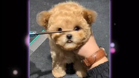"Adorable Puppy Makeover: Watch as This Fluffy Ball of Fur Gets a Stylish Haircut!"