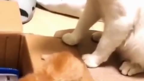 Dog Reaction to Cutting Cake 🤣 - Funny Dog Cake Reaction Compilation