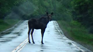 Bull Moose