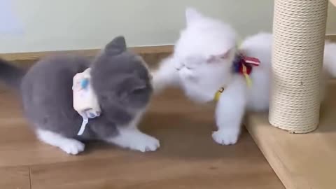 Cute cat fight