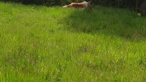 Saint Bernards Suprise Attack