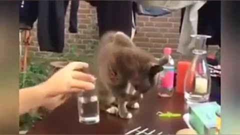 Best funny cats video