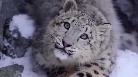 Snow leopard