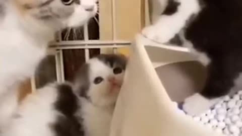Cute cats compilation | This is so cute literally